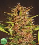 Pakistan Chitral Kush