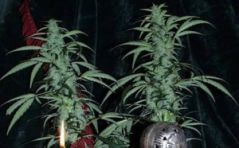 Northern Light Special