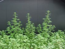 Neville's Haze x Mango