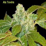 Ata Tundra