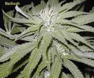 Narkush