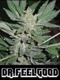 Dr. Feelgood